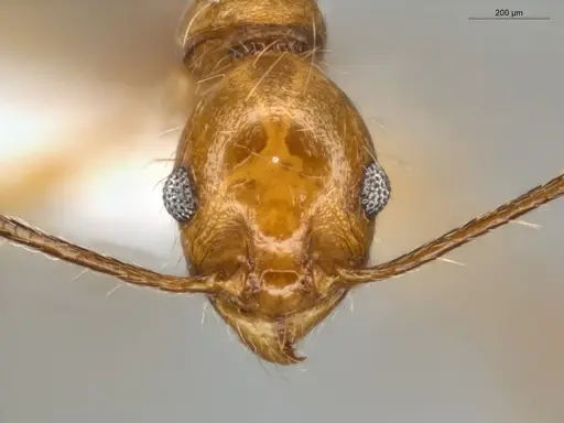 Pheidole susannae - ECOFOG-MI15-0092-25