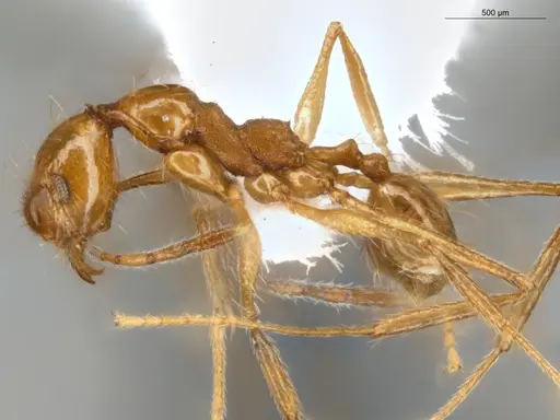 Pheidole susannae - ECOFOG-MI15-0092-25