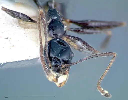 Pheidole susannae - FOCOL0241-1