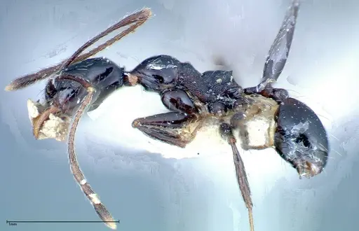 Pheidole susannae - FOCOL0241-1