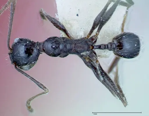 Pheidole susannae - FOCOL0241-2