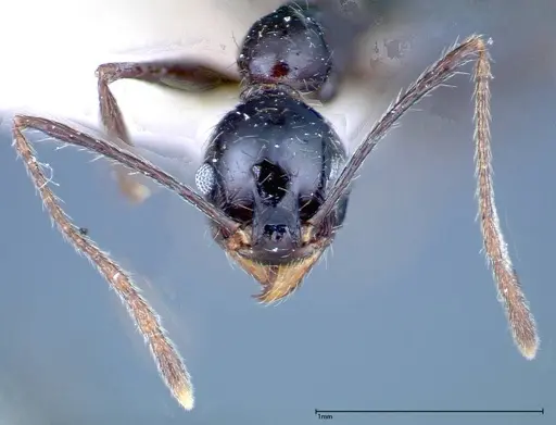 Pheidole susannae - FOCOL0241-2