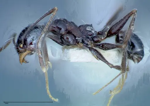 Pheidole susannae - FOCOL0241-2