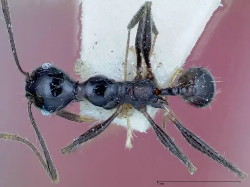 Pheidole susannae - FOCOL0241-3
