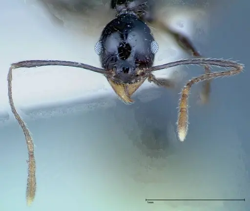 Pheidole susannae - FOCOL0241-3