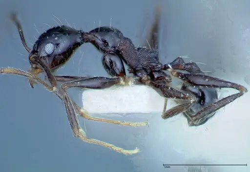 Pheidole susannae - FOCOL0241-3