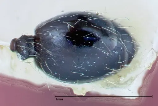 Pheidole susannae - FOCOL0241-4