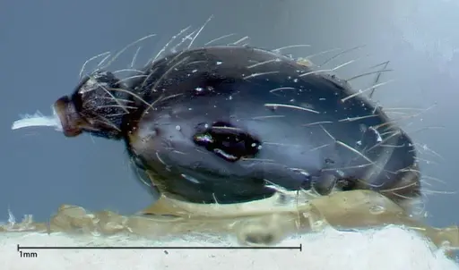 Pheidole susannae - FOCOL0241-4