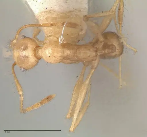 Pheidole susannae - FOCOL0620