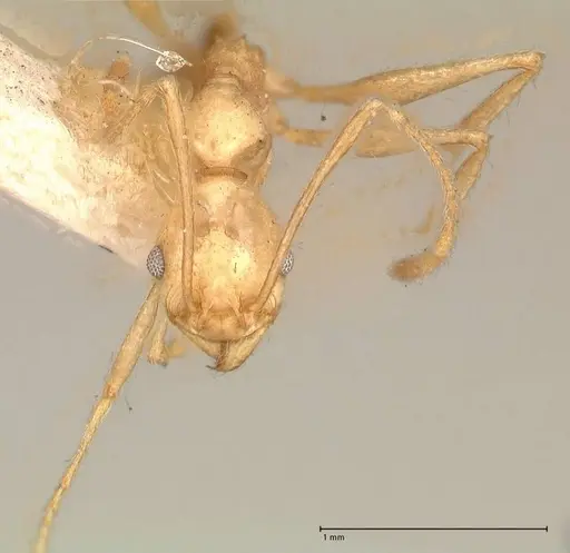 Pheidole susannae - FOCOL0620