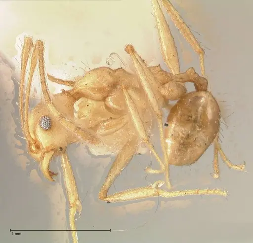 Pheidole susannae - FOCOL0620