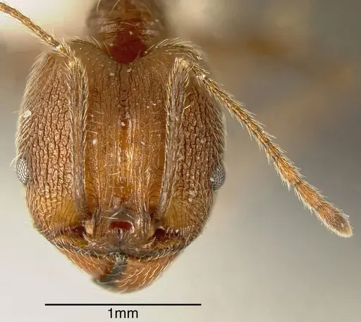 Pheidole susannae - INBIOCRI001283041
