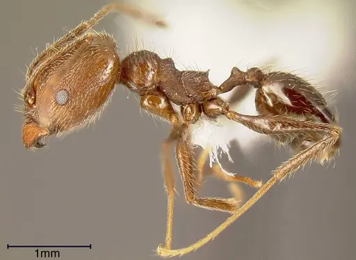Pheidole susannae - INBIOCRI001283041