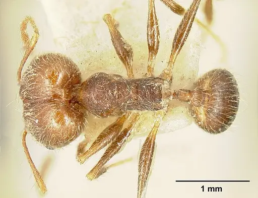 Pheidole susannae - JTLC000015316