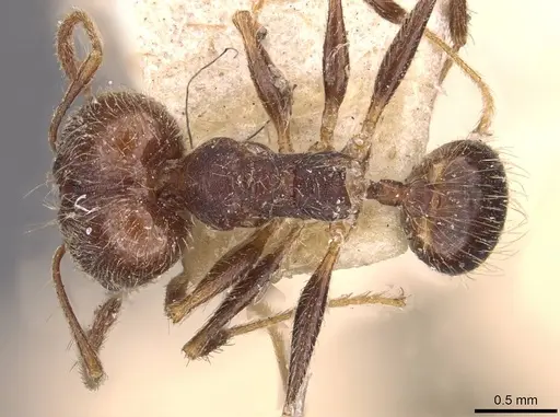Pheidole susannae - JTLC000015316