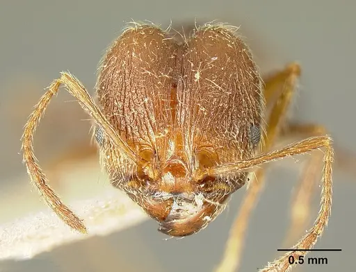 Pheidole susannae - JTLC000015316