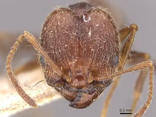 Pheidole susannae - JTLC000015316