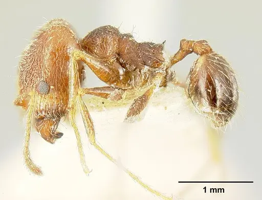 Pheidole susannae - JTLC000015316