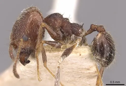Pheidole susannae - JTLC000015316