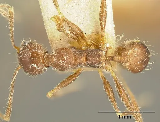 Pheidole susannae - JTLC000015317