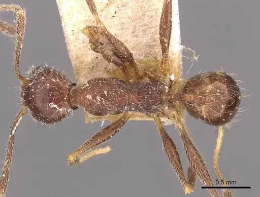 Pheidole susannae - JTLC000015317