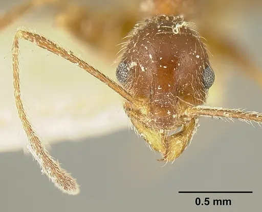 Pheidole susannae - JTLC000015317