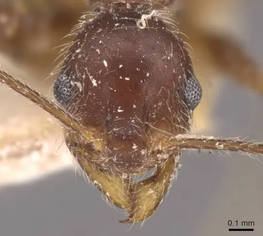 Pheidole susannae - JTLC000015317