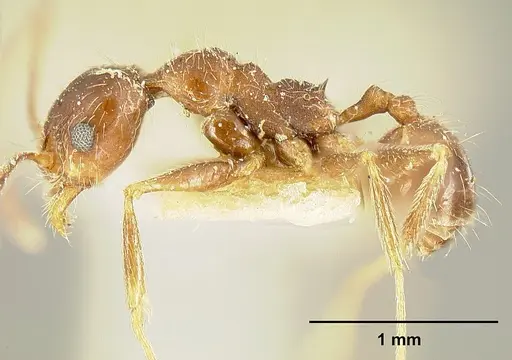 Pheidole susannae - JTLC000015317