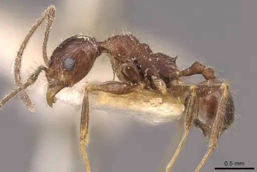 Pheidole susannae - JTLC000015317