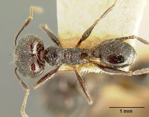 Pheidole susannae - JTLC000015332