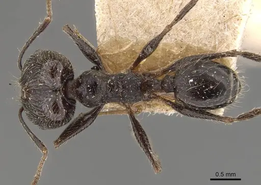 Pheidole susannae - JTLC000015332