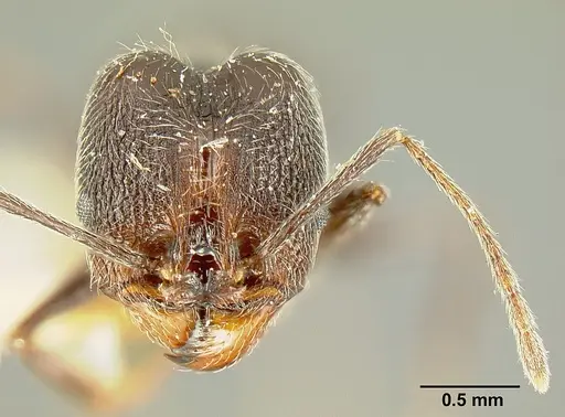 Pheidole susannae - JTLC000015332