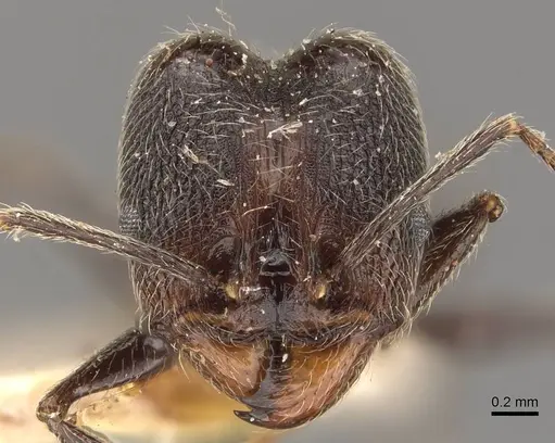 Pheidole susannae - JTLC000015332