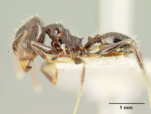 Pheidole susannae - JTLC000015332