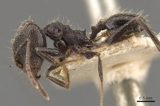 Pheidole susannae - JTLC000015332