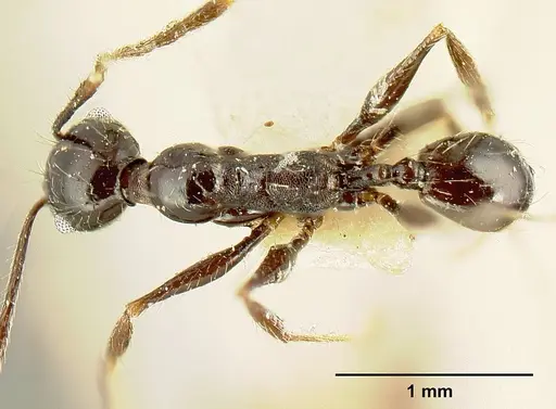 Pheidole susannae - JTLC000015333