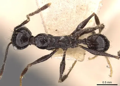Pheidole susannae - JTLC000015333