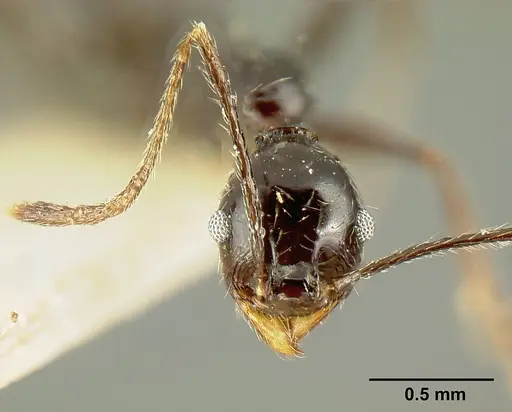 Pheidole susannae - JTLC000015333
