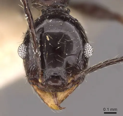Pheidole susannae - JTLC000015333