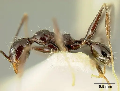 Pheidole susannae - JTLC000015333