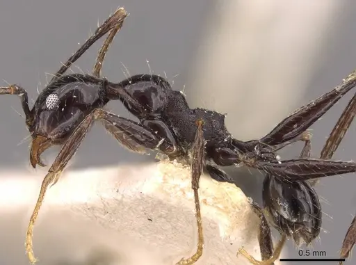 Pheidole susannae - JTLC000015333