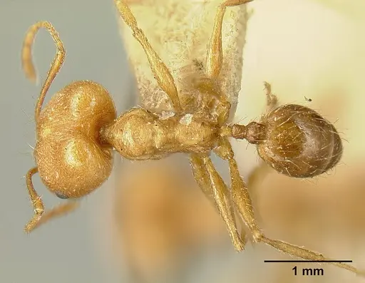 Pheidole susannae - JTLC000015334