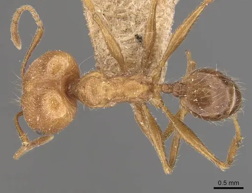 Pheidole susannae - JTLC000015334