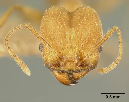 Pheidole susannae - JTLC000015334