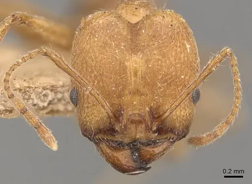 Pheidole susannae - JTLC000015334