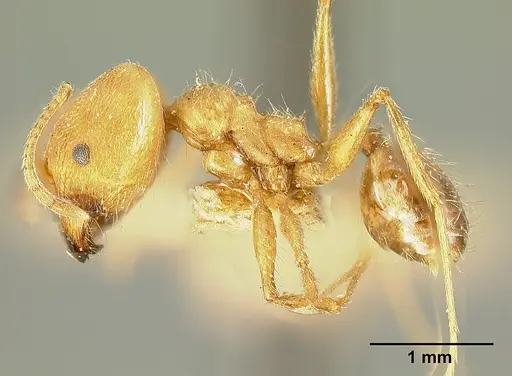 Pheidole susannae - JTLC000015334