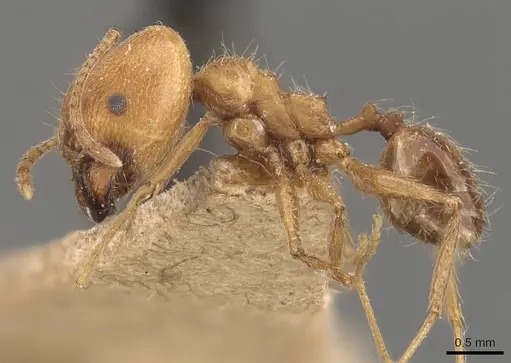 Pheidole susannae - JTLC000015334