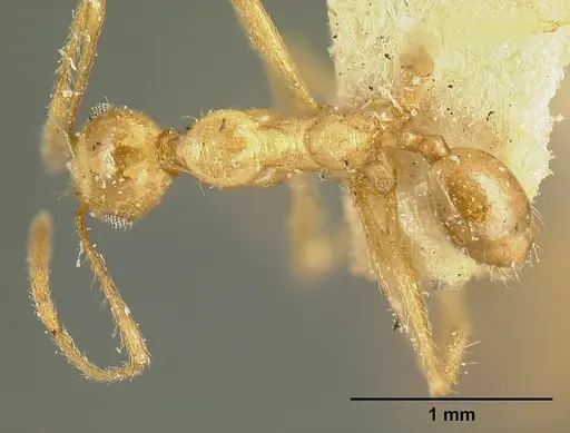 Pheidole susannae - JTLC000015335