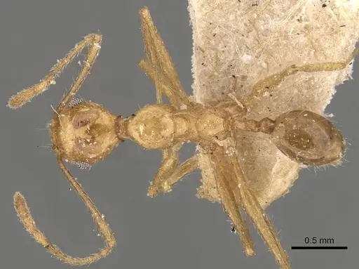 Pheidole susannae - JTLC000015335