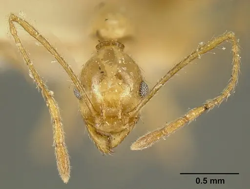 Pheidole susannae - JTLC000015335